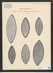 Navicula brasiliensis Grun. (de-Toni-Nr.: Genus 1, Species 135) Zeichnungen Sammlung Grunow (NHMW-BOT-W0366720)